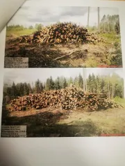 Древесина береза, осина, ель, сосна, ольха. Береза – 478,5 куб.м (деловая: крупная – 7,2 куб.м, средняя – 58,4 куб.м, мелкая – 5,7 куб.м, дровяная – 407,2 куб.м), осина – 293,6 куб.м (дровяная – 293,60 куб.м), ель – 228 куб.м (деловая: крупная – 9,3 куб.м, средняя – 66,4 куб.м, мелкая – 13,4 куб.м…