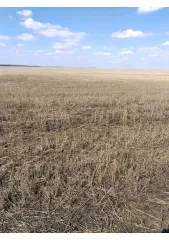 Земельный участок 1500031 кв.м, 4/36 доли, Кизильский р-н, Гранитное, Челябинская область 4/36 доли на земельном участке, площадь 1500031 +/- 10717 кв.м., назначение: Земли сельскохозяйственного назначения, адрес (местонахождение): Челябинская область, р-н.Кизильский, Гранитное, кадастровый…