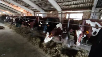 Молодняк КРС 17 голов, телята, идентификационные номера: 6521, 6803, 6890, 6978, 6938, 6653, 6881, 6829, 6902, 6613, 6892, 6634, 6869, 6536, 6589, 6901, 6879.