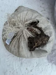 Родиола розовая 49,8 кг. Подлежит реализации как годные остатки.