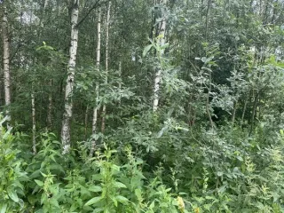 Земельный участок 894 кв.м, КН 50:19:0040501:2155, Московская область. Площадь: 894. Кадастровый номер: 50:19:0040501:2155. Основной вид разрешенного использования: 2.2.