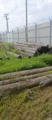 Древесина лиственница, 5,19 куб. м (22 ствола). Реализуется вещественное доказательство по уголовному делу. Товаросопроводительные документы не передавались. Погрузка и транспортировка имущества с места хранения осуществляется покупателем за свой счет. Имущество находится в федеральной…