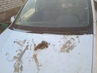 Renault Logan 2011 года, 75 л.с. Легковой автомобиль, марка: Renault, модель: Logan, год изготовления: 2011, цвет: белый, VIN: Х7LLSRВ2НВН449525, ПТС: 77 НК 688767, госномер: С056ТТ36, модель двигателя: K7JA710, номер двигателя: UJ43519, мощность: 75 л.с. (55 кВт), объем двигателя: 1390 куб. см…