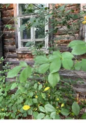 Квартира, 44,2 кв.м, Кировская область 1/3 доля квартиры в Кировской обл. еще 1/3 доля квартиры в Кировской обл. еще 1/3 доля в праве на жилое помещение, площадь: 44,2кв.м., адрес (местонахождение): Российская Федерация, Кировская область, м.р-н Белохолуницкий, г.п. Белохолуницкое, г. Белая…