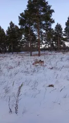 Земельный участок площадью 800 кв. м, кадастровый номер 03:24:000000:47090. Местоположение: Республика Бурятия, г. Улан-Удэ, 4-й км Спиртзаводского тракта, уч. 952. Категория земель - земли населенных пунктов, вид разрешенного использования - под строительство индивидуальных жилых домов. Основной…