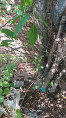 Гаражный бокс № 599 площадью 20,1 кв. м, расположенный в ГСК "Полет-21" по адресу: г. Омск, ул. 2-я Солнечная, д. 27/3. Вид собственности — общая совместная.