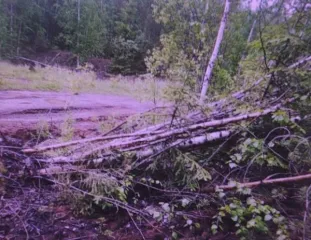 Древесина пород ель, береза, сосна, осина, иной породы, в виде стволов, частей стволов, бревен, чурок, дров (годные остатки) Стволы деревьев породы ель, (3 шт.); Стволы деревьев породы береза, 4 шт.; стволы деревьев породы сосна, 2 шт.; стволы деревьев породы осина, 1 шт., (7 шт.); Часть ствола…