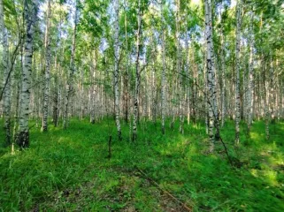 Земельный участок, 495300 кв.м, Нижегородская область, Сокольский район Имущество АО «КАПИТАЛ АСИСТАНС»: земельный участок, кадастровый номер 52:07:0800006:1592, 495300 кв.м. Земельный участок для индивидуального жилищного строительства, земли населенных пунктов, кадастровый номер…