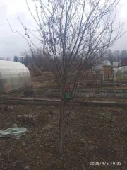 Земельный участок для ведения садоводства площадью 351 +/- 7 кв.м, кадастровый номер 66:07:1002001:733, адрес: Свердловская область, город Богданович, садоводческое некоммерческое товарищество коллективный сад "Восход" участок № 45. Здание нежилое площадью 15 кв.м, кадастровый номер…