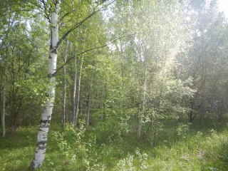 Земельный участок для ИЖС, 1202 кв.м, Санкт-Петербург, Российская Федерация, Санкт-Петербург, внутригородское муниципальное образование Санкт-Петербурга поселок Понтонный, Корчминская улица, земельный участок 42, площадь 1202 кв.м, кадастровый номер 78:37:0017501:5513, основной вид разрешенного…