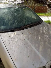 Шкода Фабия 2005 года VIN TMBJY16Y454349744