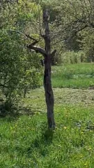 Дом 43,4 кв.м и земельный участок 1500 кв.м, Рязанская обл. Земельный участок с жилым домом общей площадью 43,4 кв.м, общей площадью 1500,0 кв.м, расположенный по адресу: Рязанская область, Скопинский район, с. Богослово, ул. Центральная, д. 3, с кадастровым номером 62:19:0010401:0004; является…