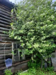 Доля дома 57.4 м² и участка 415 м² в Ижевске: 1/3 доля в праве общей долевой собственности на жилой дом, общей площадью 57,4 кв.м., кадастровый номер 18:26:040234:26, и 1/3 доля в праве общей долевой собственности на земельный участок под домом, общей площадью 415 кв.м., кадастровый номер…