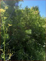 Земельный участок 660 кв.м. с недостроем, Кировская обл., г. Вятские Поляны, сдт. Надежда-2. Категория земель: земли населенных пунктов. Разрешенное использование: садоводство. Кадастровый номер: 43:41:020002:556. На земельном участке расположено недостроенное строение.