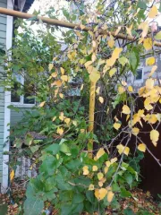 1/5 доля квартиры 37.8 кв.м и 1/5 доля земельного участка 893 кв.м в Тульской области, Куркинский район, дер. Шаховское, пер. Школьный, д.2, кв.2. Квартира жилая, 1 этаж. Кадастровые номера: 71:13:010307:442 (квартира), 71:13:010307:498 (земельный участок).