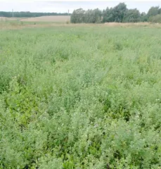 Земельный участок площадью 2164 кв.м. в Чувашии, Канашский район, сельское поселение Ямашевское. Кадастровый номер: 21:11:010101:260. Категория земель: сельскохозяйственного назначения. Вид разрешенного использования: для ведения личного подсобного хозяйства.