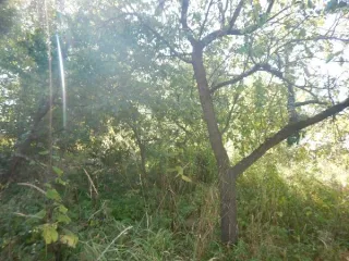 Земельный участок площадью 1135 кв.м, расположенный по адресу: Российская Федерация, Санкт-Петербург, внутригородское муниципальное образование города федерального значения Санкт-Петербурга муниципальный округ Константиновское, территория Сергиево, улица Карла Маркса, земельный участок 2…