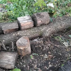 Фрагменты стволов деревьев породы Дуб, 50 штук; фрагменты стволов деревьев породы «Дуб» в количестве 2 штук; фрагменты стволов деревьев породы «Дуб» в количестве 23 штук; фрагменты стволов деревьев породы «Дуб» в количестве 2 штук; фрагменты стволов деревьев породы «Дуб» в количестве 23 штук…