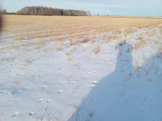 Земельный участок 747836 кв.м, Тюменская обл. 1/10 доля земельного участка в Тюменской обл. еще 1/10 доля земельного участка в Тюменской обл. еще 1/10 доля в праве на Земельный участок с кадастровым номером: 72:02:0701001:390, земли сельскохозяйственного назначения, вид разрешённого использования…