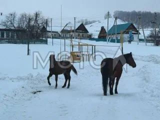 Земельный участок 1104 кв.м, Респ Башкортостан, назначение: Земли населенных пунктов, кадастровый (условный) номер: 02:25:060301:26, адрес (местонахождение): Россия, Респ Башкортостан, р-н Зилаирский, д. Кадырша, Акмуллы, дом 26, вид собственности: Индивидуальная.