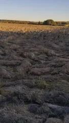 Земельный участок 700 кв.м во Владимирской области, Вязниковский район, деревня Желнино. Кадастровый номер 33:08:190106:55. В ЕГРН отсутствуют сведения о местоположении границ земельного участка. Регистрация перехода права собственности возможна только после межевания и внесения сведений о границах…