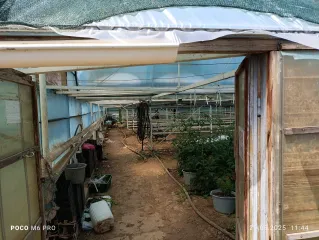 Земельные участки и теплицы, Волгоградская область. Земельный участок: Волгоградская область, г. Волжский, СНТ "Оптимист", улица 3-я, участок 68, кадастровый номер 34:28:040004:1006. Земельный участок: Волгоградская область, г. Волжский, СНТ "Оптимист", ул. 4-я, участок 101, кадастровый номер…