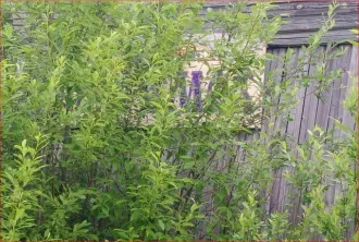 Нежилое здание 43 кв.м и земельный участок 250 кв.м в Костромской области, Мантуровский район, город Мантурово, улица Победы. Здание кафе-бара "Теремок". Кадастровый номер здания: 44:28:030207:66. Кадастровый номер земельного участка: 44:28:030231:86. Категория земель: земли населенных пунктов…