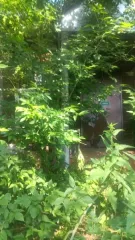 Нежилое здание стационар 330,7 кв.м с земельным участком 3629 кв.м, Удмуртская Республика. Нежилое здание - стационар площадью 330,7 кв. м, с кадастровым номером 18:16:018001:1502, с земельным участком с кадастровым номером 18:16:018001:1796 площадью 3629 кв.м по адресу: Российская Федерация…