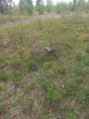 Земельный участок 1500 кв.м, категория земли населенных пунктов, кадастровый номер 03:16:540101:1165. Россия, Респ Бурятия, р-н Прибайкальский, с Турунтаево, пер Зеленый, дом 28. Разрешенное использование строительство ИЖС. Продается ¼ доля.