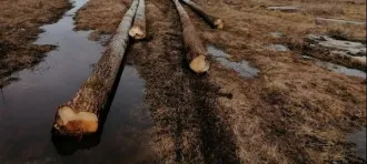 Древесина пород осина, ель, сосна в виде деревьев и фрагментов стволов древесина пород осина, ель, сосна и иной породы в виде деревьев, срубов, фрагментов стволов (годные остатки) деревья породы осина, (12 шт.); сруб размерами 4x4 (разделенный на две части), 1 шт.; 165 фрагментов стволов деревьев…