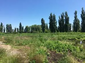 Право аренды земельного участка площадью 70 000 кв.м., категория земель: земли населенных пунктов, вид разрешенного использования: овощеводство, кадастровый номер 23:15:0602000:323, расположенный по адресу: Краснодарский край, Крымский район, в границах ТОО «Горизонт», секция 9, часть контура 8…