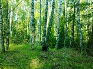 Земельный участок, 495300 кв.м, Нижегородская область, Сокольский район Имущество АО «КАПИТАЛ АСИСТАНС»: земельный участок, кадастровый номер 52:07:0800006:1592, 495300 кв.м. Земельный участок для индивидуального жилищного строительства, земли населенных пунктов, кадастровый номер…