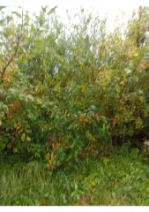 Земельный участок 548 кв.м., Костромская область, городской округ город Волгореченск, садовое товарищество Энергостроитель N 4, земельный участок 825, кадастровый номер: 44:32:020131:53. Имеются запреты на регистрационные действия, предпринимаются меры по снятию ограничений. Все риски, связанные с…