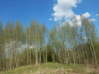 Земельный участок для ИЖС, 1254 кв.м, Санкт-Петербург по адресу: Российская Федерация, Санкт-Петербург, внутригородское муниципальное образование Санкт-Петербурга поселок Понтонный, Шлиссельбургское шоссе, земельный участок 26, площадь 1254 кв.м, кадастровый номер 78:37:0017501:5478 Основной вид…