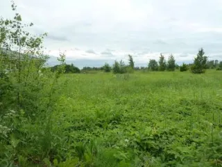 Земельный участок, кадастровый номер 53:11:0300105:3796, адрес: Новгородская обл., Новгородский муниципальный р-н, Савинское с/п, пос. Волховец