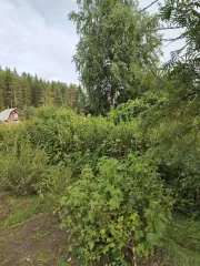 Земельный участок 509 кв.м для садоводства, кадастровый номер: 59:32:4560601:232, площадь: 509 +/- 5 кв.м, адрес: Пермский край, Пермский район, Бершетское с/пос. сдт "Строитель".