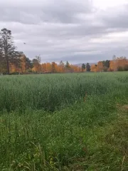 Земельный участок площадью 9913 кв.м, расположенный по адресу: Забайкальский край, Улетовский район, с. Аблатуйский Бор, ул. Придорожная, д.17а. Категория земель: земли населенных пунктов. Вид разрешённого использования: для ведения личного подсобного хозяйства (приусадебный земельный участок)…