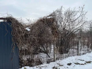 Земельный участок площадью 600 кв.м. Воронежская область, город Воронеж, Левобережный район, Садоводческое товарищество "Березка", Линия 4, участок № 175. Кадастровый номер: 36:34:0322019:33.
