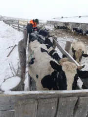 Коровы 7 голов: 1 корова RU1kxc2qgq7, 420 кг; 2 корова RU1d8tqse98, 380 кг; 3 корова RU127l85538, 480 кг; 4 корова RU172kojl53, 380 кг; 5 корова RU1mj1y15a8, 500 кг; 6 корова RU1g5ri7oi1, 450 кг; 7 корова RU1fan6sxc1, 550 кг.