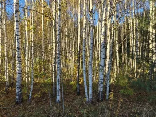 Земельный участок площадью 1013 кв.м, КН 50:18:0020403:792, Московская область. Основной вид разрешенного использования: 2.1