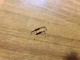 Инженерное имущество войсковой части. Реализация движимого военного имущества инженерной службы, кроме вооружения и боеприпасов. Перечень имущества указан в прикрепленном файле «Приложение 1 6819 440». Указанное в Приложении № 1 имущество выставляется на продажу впервые.