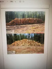 Сосна – 71,2 куб.м (деловая: средняя – 26,1 куб.м, мелкая – 13,1 куб.м, дровяная – 32 куб.м), ель – 59,2 куб.м (деловая: средняя – 18,6 куб.м, мелкая – 13,7 куб.м, дровяная – 26,9 куб.м), береза – 144,5 куб.м (деловая: средняя – 35,2 куб.м, мелкая – 22,5 куб.м, дровяная – 86,8 куб.м), осина – 6,1…