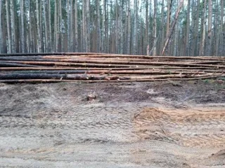 Древесина сосны, ели, березы, осины, ольхи 1709,05 м³ в Чувашии. Куб.м. всего/деловой: сосна – 1654,51/603,26, ель - 0,06/0,0, береза - 42,71/2,22, осина 3,81/0,0, ольха серая - 1,14/0,0. Итого: 1709,05/916,62. Получена при расчистке охранной зоны линий электропередач на территории Чебоксарского…