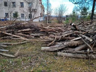 Древесина сосна, береза, осина, ива 11.8 куб.м. Древесина породы сосна в виде распиленных на части в длину 1-3 м стволов деревьев - 16 шт., объемом 1 куб.м.; древесина породы береза в виде распиленных на части длину 1-3 м стволов деревьев - 20 шт., объемом 2,2 куб.м; древесина породы осина в виде…