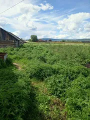 Жилое здание 48 кв.м Иркутская область Здание, жилое, площадь 48 кв.м., кадастровый номер: 38:08:020101:827 с земельным участком площадью 8525 кв. м, категория земель: земли населённых пунктов, разрешенное использование: для ведения личного подсобного хозяйства, кадастровый номер: 38:08:020101:120…