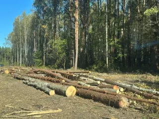 Древесина 251,0 куб.м: Сосна, Береза, Осина, Ель. Объем древесины составляет 251,0 куб.м. в том числе по породам: Сосна-77,0 куб.м, из них деловая - 68,0 куб.м, (крупная 23,0 куб.м, средняя - 35,0 куб.м, мелкая - 10,0 куб.м), дровяная - 9,0 куб.м.; Береза: 88,0 куб.м, из них деловая - 42 куб.м…