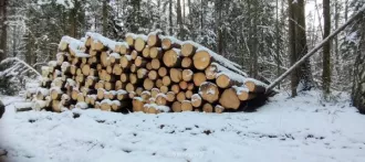 Годные остатки: древесина породы «ель», 438,41 куб. м. Реализуется в качестве годных остатков, а также в качестве вторичного сырья, лома, утиля. Описание лота см. в разделе "документы" п. 3 извещения (информационного сообщения). Имущество продается в том виде, в каком оно есть, и в случае продажи…