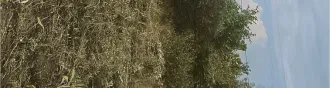 Земельный участок с кадастровым номером 72:01:0104001:594, площадью 493 +/  16 кв. м, расположенный по адресу: Тюменская область, Абатский район, территория СНТ «Строитель», ул. № 7, участок 18, с расположенным на нем кирпичным строением  дачный дом  площадью 16 кв. м. Земельный участок с…
