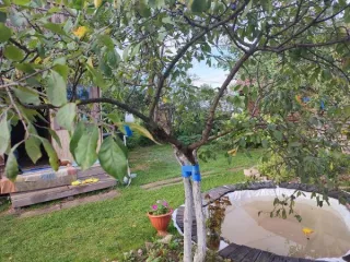 Земельный участок площадью 410 кв.м., кадастровый №: 12:04:0210501:1307, нежилое здание площадью 24 кв.м., кадастровый №12:04:0210501:2594, расположенные по адресу: РМЭ, р-н Медведевский, СНТ "Агрохимик", линия 6, участок 96. Вид разрешённого использования земельного участка: 13.2