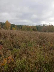 Земельный участок 3 га, Новгородская область. Земельный участок площадью 30000 ± 121 кв. м, кадастровый номер 53:18:0081801:21, категория земель - земли сельскохозяйственного назначения, вид разрешенного использования - для ведения личного подсобного хозяйства. Местонахождение: Новгородская обл…